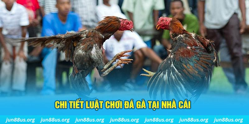 Đá Gà Thomo - Thưởng Thức Các Trận Tranh Tài Kịch Tính 2 Chi tiết luật thi đấu thể loại đá gà tại nhà cái