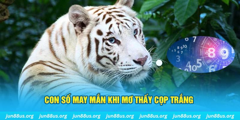 Mơ Thấy Cọp Trắng Xuất Hiện? Khám Phá Ý Nghĩa Với Jun88 4 Con số may mắn khi mơ thấy cọp trắng