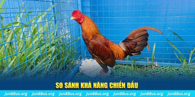 Giống Gà Asil Mạnh Mẽ và Đặc Sắc Tại Jun88 – Khám Phá Ngay 3 So sánh khả năng chiến đấu