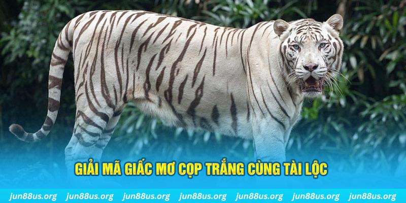 Mơ Thấy Cọp Trắng Xuất Hiện? Khám Phá Ý Nghĩa Với Jun88 2 Giải mã giấc mơ cọp trắng cùng tài lộc