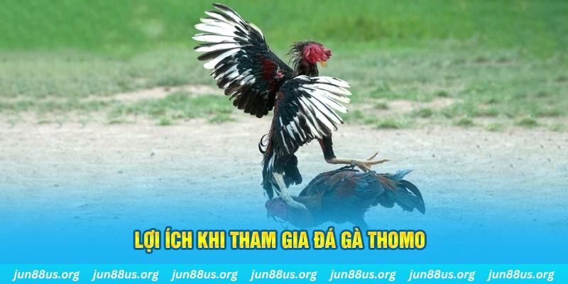 Đá Gà Thomo - Thưởng Thức Các Trận Tranh Tài Kịch Tính 3 Lợi ích khi bắt đầu quá trình tham gia trải nghiệm đá gà Thomo