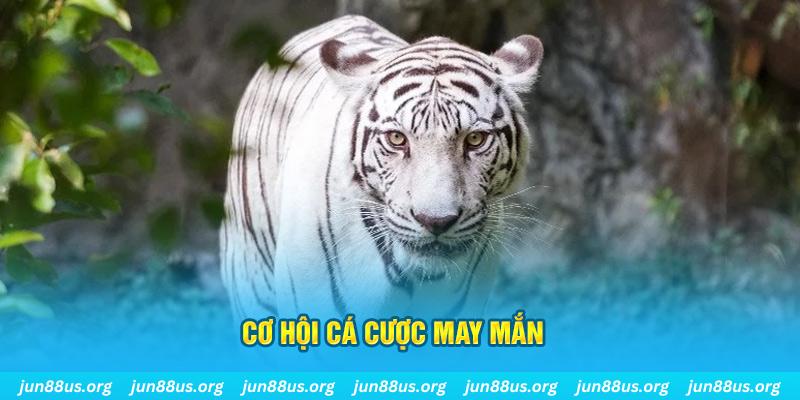 Mơ Thấy Cọp Trắng Xuất Hiện? Khám Phá Ý Nghĩa Với Jun88 3 Cơ hội cá cược may mắn