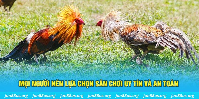 Đá Gà Thomo - Thưởng Thức Các Trận Tranh Tài Kịch Tính 4 Mọi người nên lựa chọn sân chơi uy tín và an toàn