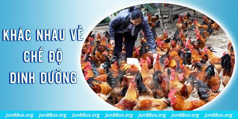 Gà Đá Và Gà Thịt - Tìm Hiểu Điểm Khác, Hướng Dẫn Cách Phân Biệt Nhanh 2 Điểm khác nhau về chế độ dinh dưỡng của gà đá và gà thịt