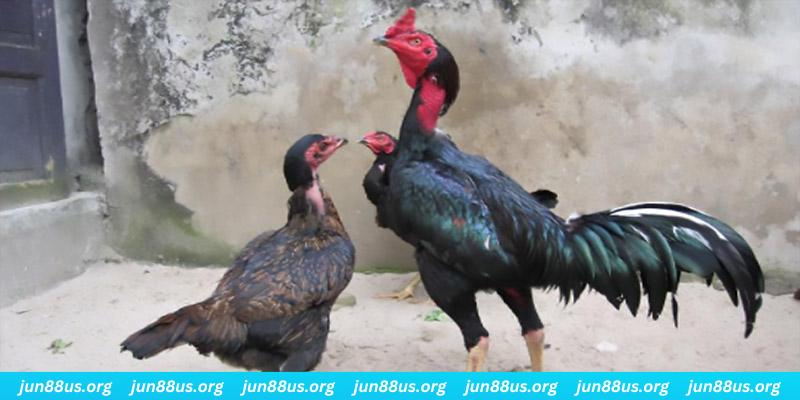 Gà Đá Và Gà Thịt - Tìm Hiểu Điểm Khác, Hướng Dẫn Cách Phân Biệt Nhanh 1 Điểm khác biệt về ngoại hình giữa gà đá và gà thịt